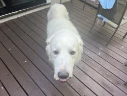 Reunited Male Dog last seen Stirrup Creek, Durham, Durham, NC 27703