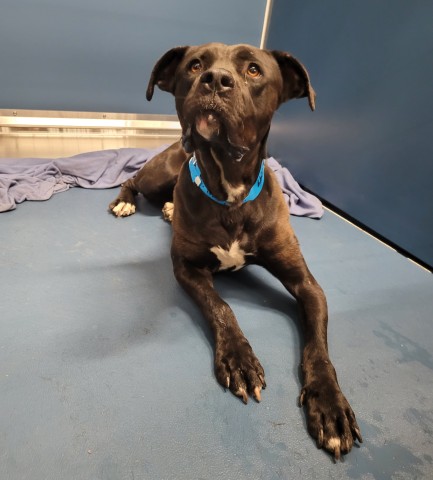Shelter Stray Male Dog last seen Near BLOCK LAWRENCE ST, DETROIT, MI 48206, 7401 Chrysler Dr, Detroit, MI 48211, USA