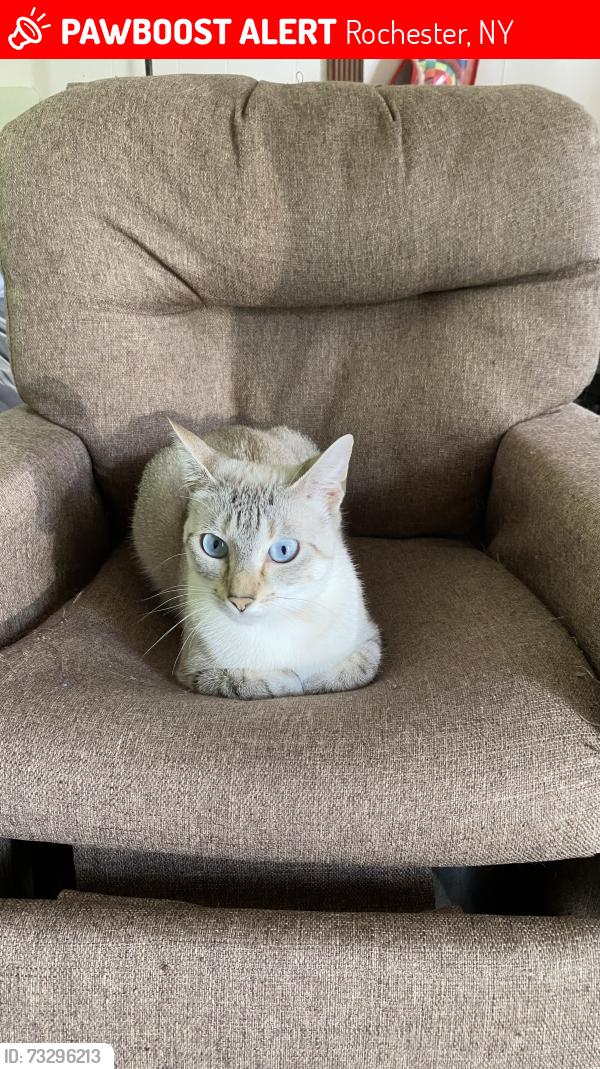 Lost Female Cat last seen Brooks ave, Rochester, NY 14624