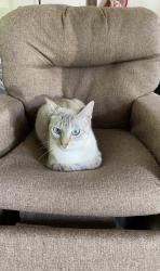 Lost Female Cat last seen Brooks ave, Rochester, NY 14624