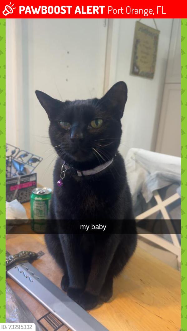 Lost Female Cat last seen kendrew dr port orange, Port Orange, FL 32127