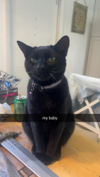 Lost Female Cat last seen kendrew dr port orange, Port Orange, FL 32127