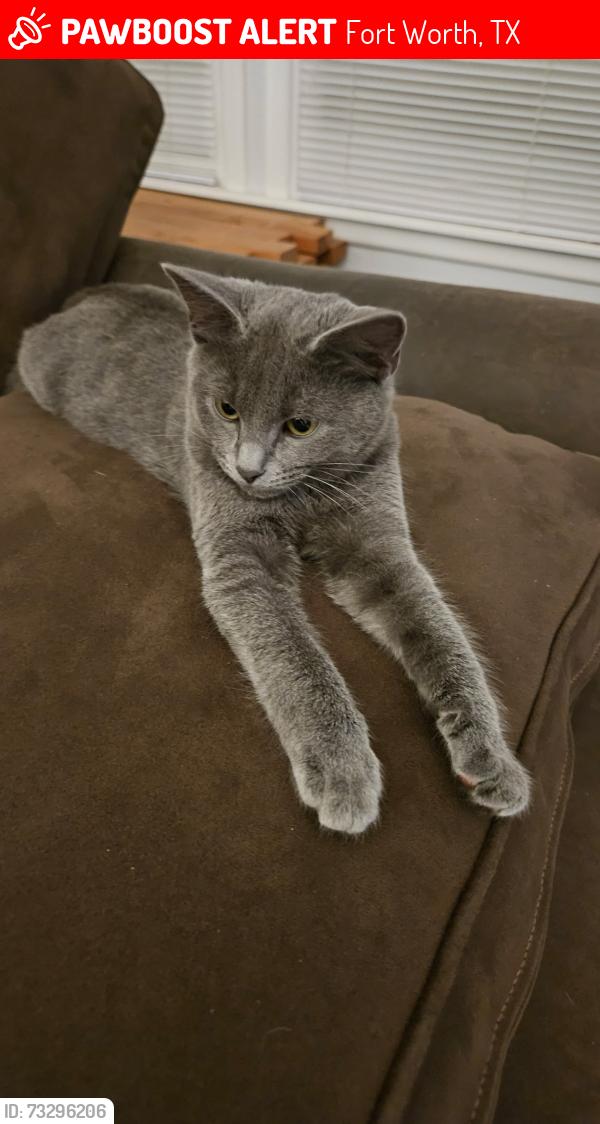 Lost Male Cat last seen Granbury and Bilglade, Fort Worth, TX 76109