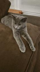 Lost Male Cat last seen Granbury and Bilglade, Fort Worth, TX 76109