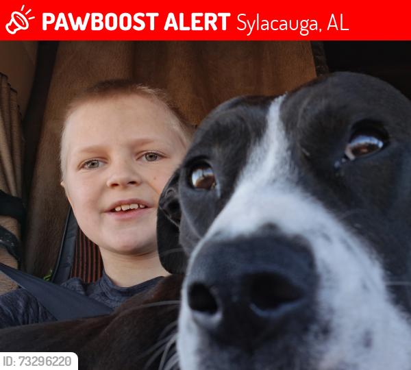 Lost Male Dog last seen Sylacauga, Sylacauga, AL 35150