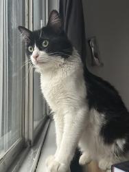 Lost Male Cat last seen Near Av.Repentigny, Montréal, QC 