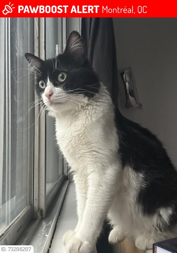 Lost Male Cat last seen Near Av.Repentigny, Montréal, QC 