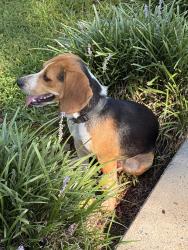 Reunited Male Dog last seen Pine ridge rd and fire fox, Randolph County, NC 27205