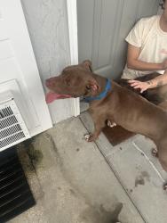Reunited Male Dog last seen blue collar no tag, Tallahassee, FL 32304
