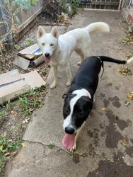 Found/Stray Unknown Dog last seen Crestland and Alameda, Norman, OK 73071