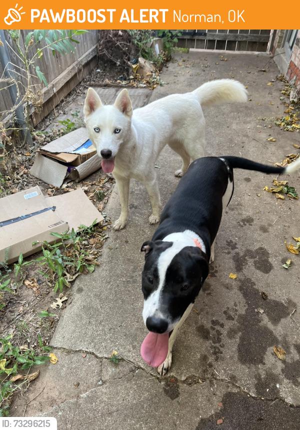 Found/Stray Unknown Dog last seen Crestland and Alameda, Norman, OK 73071
