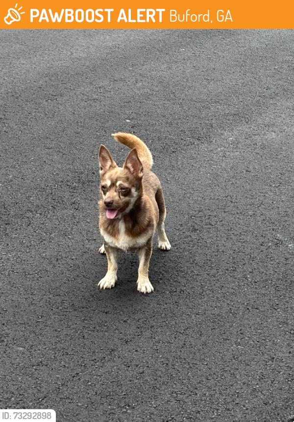 Found/Stray Unknown Dog last seen Near Southpointe hill dr, Buford, GA 30519