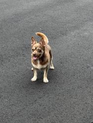 Found/Stray Unknown Dog last seen Near Southpointe hill dr, Buford, GA 30519