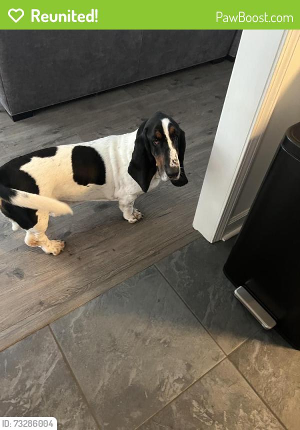 Reunited Male Dog last seen Crosswinds st Greer SC, Greer, SC 29650