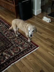 Reunited Male Dog last seen Braddock Rd, Alexandria, VA 22312