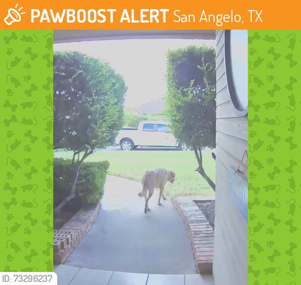 Found/Stray Male Dog last seen Manchester lane and Amberton in Bluffs, San Angelo, TX 76901