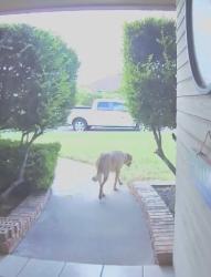 Found/Stray Male Dog last seen Manchester lane and Amberton in Bluffs, San Angelo, TX 76901