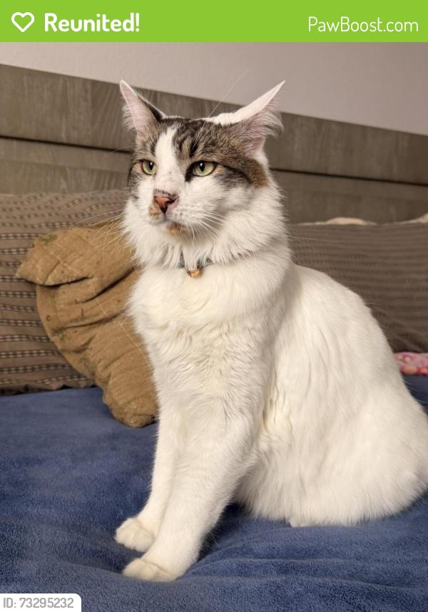 Reunited Male Cat last seen Sawgrass reserve blvd, Orlando, FL 32824