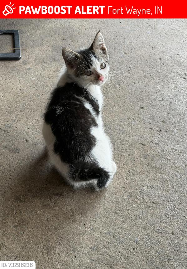 Lost Male Cat last seen Goshen Avenue 46808, Fort Wayne, IN 46808
