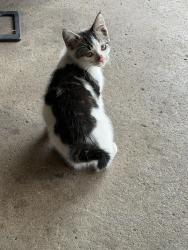 Lost Male Cat last seen Goshen Avenue 46808, Fort Wayne, IN 46808