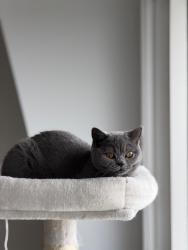 Reunited Female Cat last seen Lancaster Road, Blackburn with Darwen, England BB2 3BU