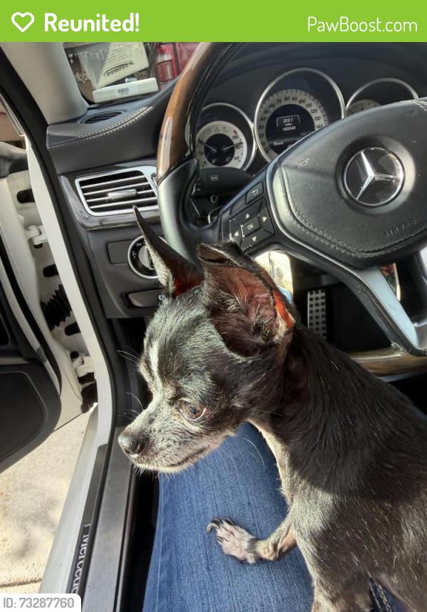 Reunited Male Dog last seen Hunter and Winchester Rd, Murrieta, CA 92563