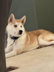 Lost Female Dog last seen Patricia Drive in Ladonia, Phenix City, AL 36869