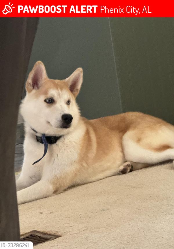 Lost Female Dog last seen Patricia Drive in Ladonia, Phenix City, AL 36869
