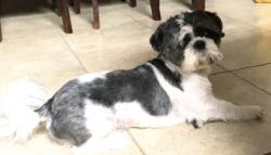 Reunited Male Dog last seen Conde Dr/Shiloh Crossing, Laredo, TX 78045