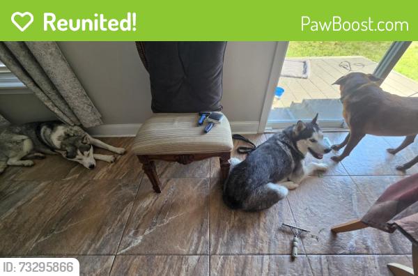 Reunited Male Dog last seen Home, Bourbonnais, IL 60914