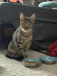 Reunited Unknown Cat last seen Jefferson High School, Tampa, FL 33616