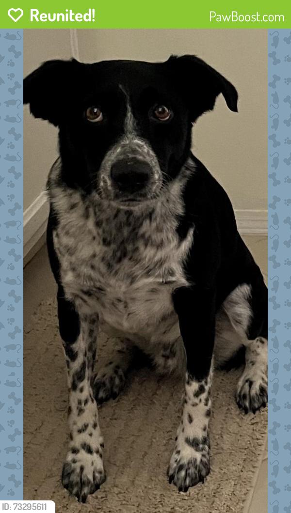 Reunited Male Dog last seen Southern and Coors, Rio Rancho, NM 87124