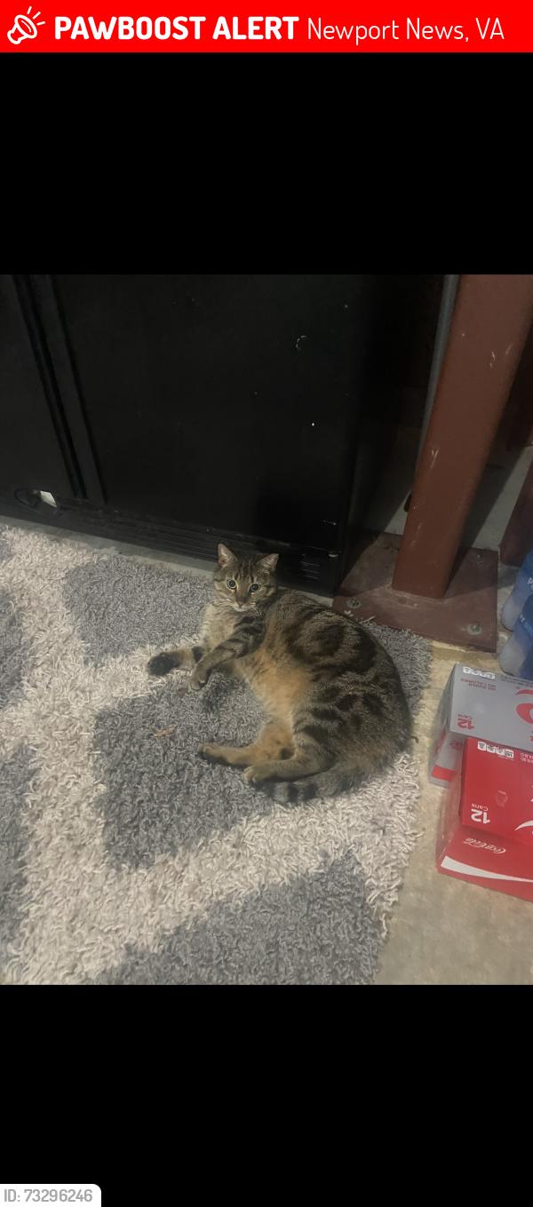 Lost Female Cat last seen Peach orchard, Newport News, VA 23602