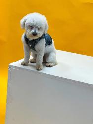 Lost Male Dog last seen Mill valley way, New Market, AL 35761