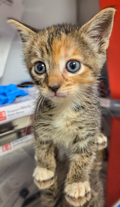 Shelter Stray Female Cat last seen Redbank Slough and E Ashlan, Sanger Zone Sanger City 4 93657, CA, 1510 W Dan Ronquillo Dr, Fresno, CA 93706, USA