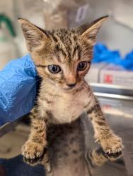 Shelter Stray Male Cat last seen Redbank Slough and E Ashlan, Sanger Zone Sanger City 4 93657, CA, 1510 W Dan Ronquillo Dr, Fresno, CA 93706, USA