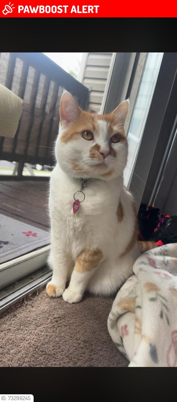 Lost Male Cat last seen Tasker road,, Frederick County, VA 22655