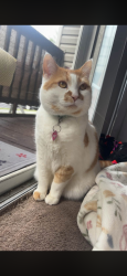 Lost Male Cat last seen Tasker road,, Frederick County, VA 22655