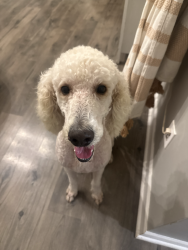 Found/Stray Male Dog last seen Pawley Drive, Summerville, Summerville, SC 29483