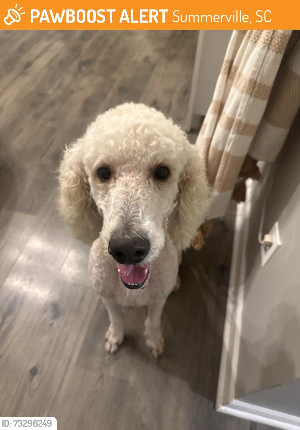 Found/Stray Male Dog last seen Pawley Drive, Summerville, Summerville, SC 29483