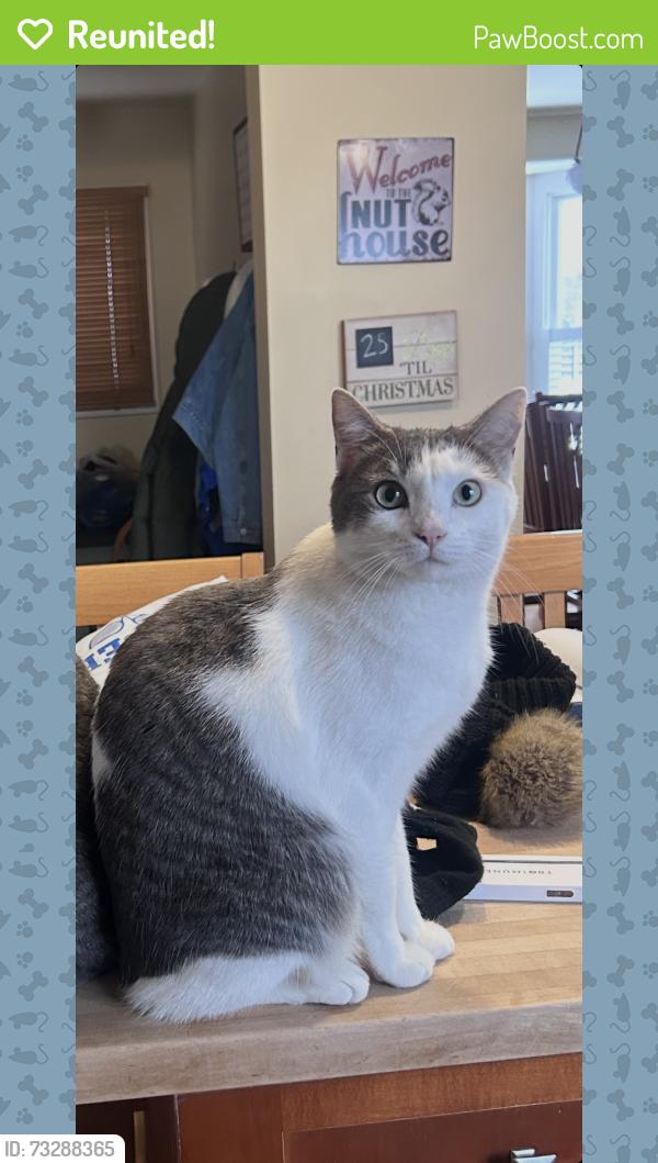 Reunited Female Cat last seen Kemper Center, Kenosha, WI 53143
