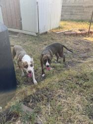 Found/Stray Female Dog last seen Oakwood, Odessa, TX 79761