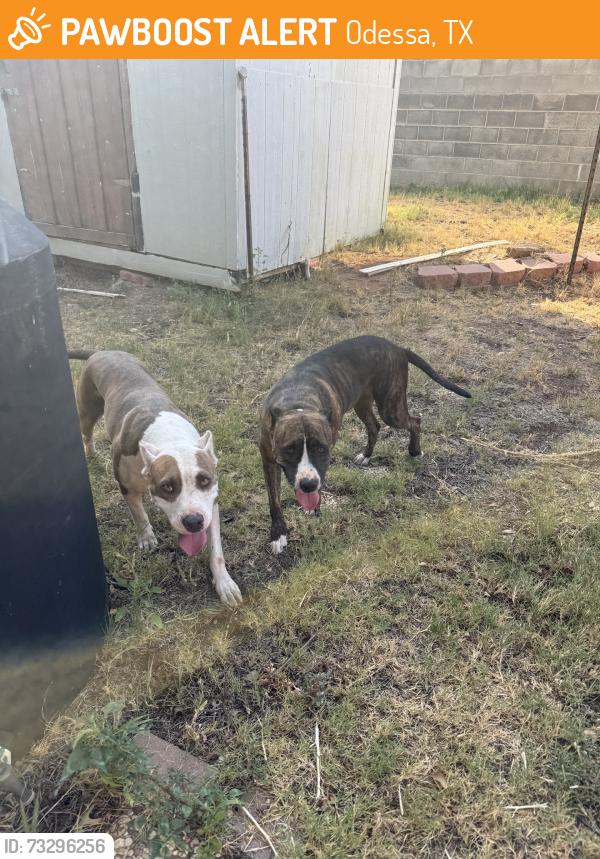 Found/Stray Female Dog last seen Oakwood, Odessa, TX 79761