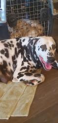Reunited Female Dog last seen VERANDA Strongbark Dr. Royse City, Royse City, TX 75189
