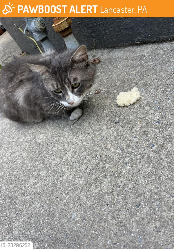 Found/Stray Male Cat last seen Near s Mary street, Lancaster, PA 17603
