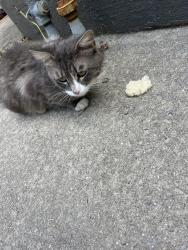 Found/Stray Male Cat last seen Near s Mary street, Lancaster, PA 17603