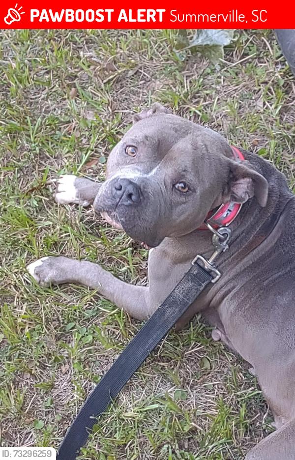 Lost Female Dog last seen Pine forest/Southern Magnolias, Summerville, SC 29483