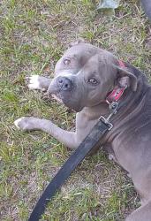 Lost Female Dog last seen Pine forest/Southern Magnolias, Summerville, SC 29483