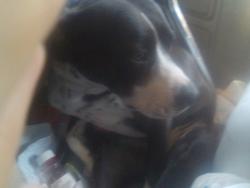 Lost Male Dog last seen Sylacauga, Sylacauga, AL 35150