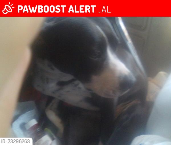 Lost Male Dog last seen Sylacauga, Sylacauga, AL 35150
